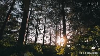 阳光下的松树林, 替身的画面